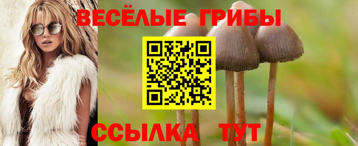 Псилоцибиновые грибы GOLDEN TEACHER  Псилоцибиновые грибы прущие грибы  Зерноград  Вход с VPN 